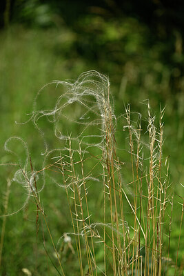 BUITEN BEELD Foto: 435544