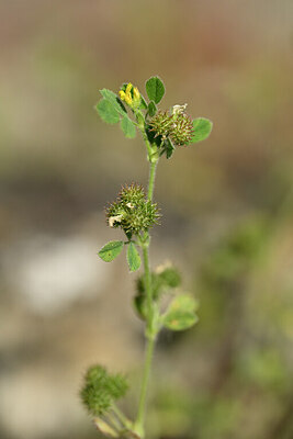 BUITEN BEELD Foto: 435545