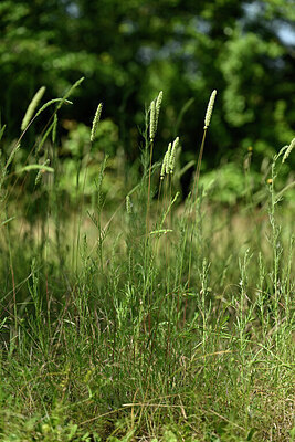 BUITEN BEELD Foto: 435547
