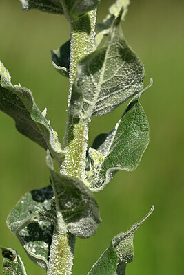 BUITEN BEELD Foto: 435551
