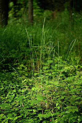 BUITEN BEELD Foto: 435553