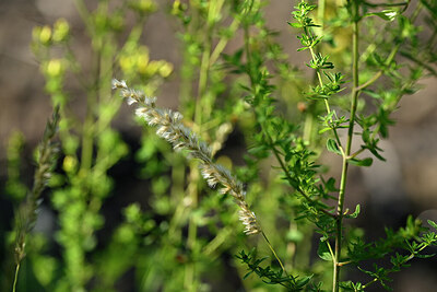 BUITEN BEELD Foto: 435563