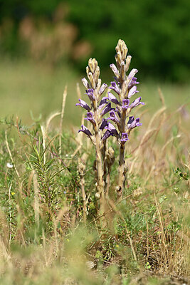 BUITEN BEELD Foto: 435565