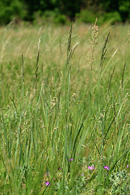 BUITEN BEELD Foto: 435566
