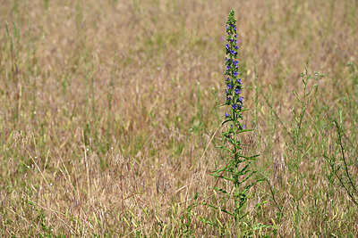 BUITEN BEELD Foto: 435567