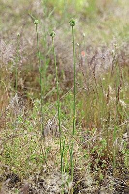 BUITEN BEELD Foto: 435568