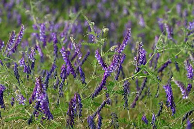 BUITEN BEELD Foto: 435569