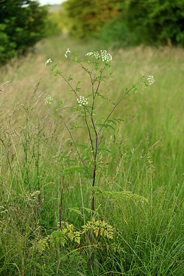 BUITEN BEELD Foto: 435571