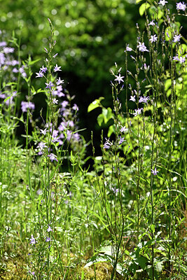 BUITEN BEELD Foto: 435576