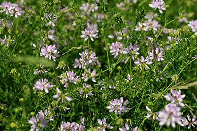 BUITEN BEELD Foto: 435577