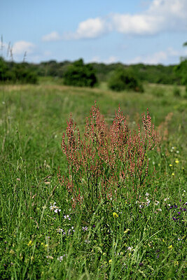 BUITEN BEELD Foto: 435580