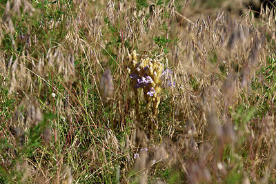 BUITEN BEELD Foto: 435581