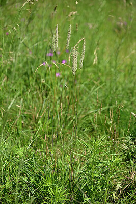 BUITEN BEELD Foto: 435582