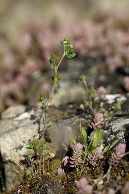 BUITEN BEELD Foto: 435583
