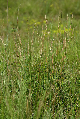 BUITEN BEELD Foto: 435585