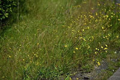 BUITEN BEELD Foto: 435586