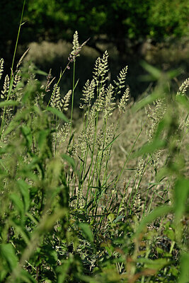 BUITEN BEELD Foto: 435587