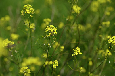 BUITEN BEELD Foto: 435588
