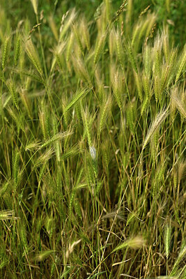 BUITEN BEELD Foto: 435591