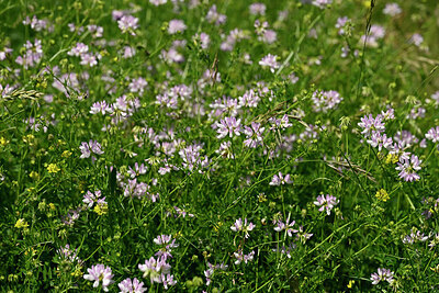 BUITEN BEELD Foto: 435593