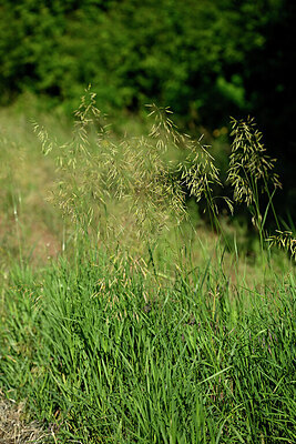 BUITEN BEELD Foto: 435595