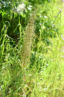 BUITEN BEELD Foto: 435597