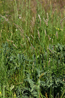 BUITEN BEELD Foto: 435600