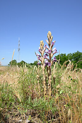 BUITEN BEELD Foto: 435602