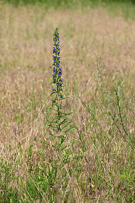BUITEN BEELD Foto: 435604