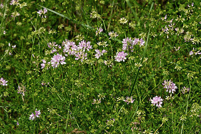 BUITEN BEELD Foto: 435605