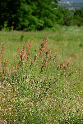 BUITEN BEELD Foto: 435608