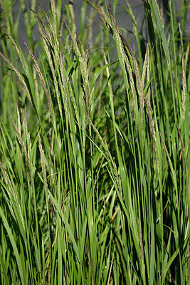 BUITEN BEELD Foto: 435609