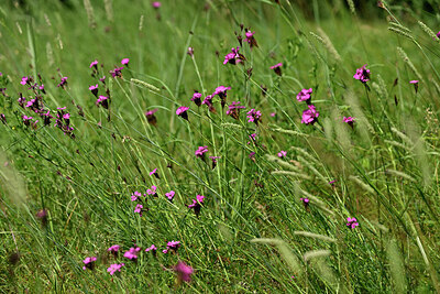 BUITEN BEELD Foto: 435614
