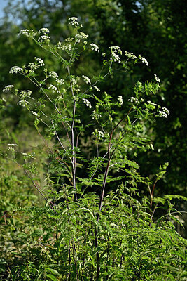 BUITEN BEELD Foto: 435616