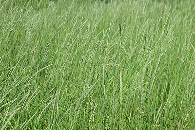 BUITEN BEELD Foto: 435617