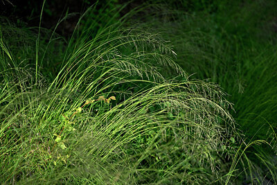 BUITEN BEELD Foto: 435619