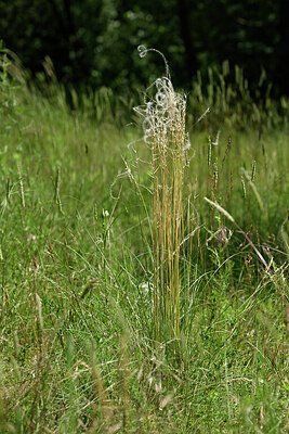 BUITEN BEELD Foto: 435621