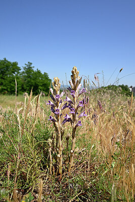 BUITEN BEELD Foto: 435623