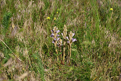 BUITEN BEELD Foto: 435624