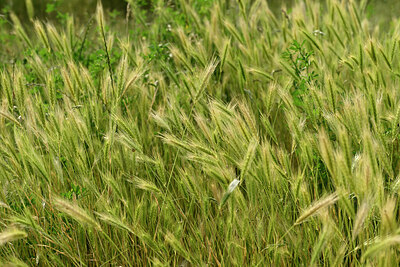 BUITEN BEELD Foto: 435626
