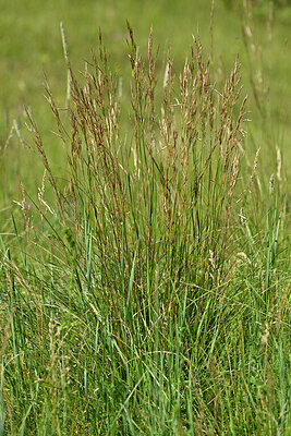 BUITEN BEELD Foto: 435627