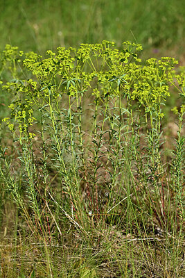 BUITEN BEELD Foto: 435628