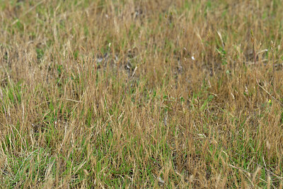 BUITEN BEELD Foto: 435629