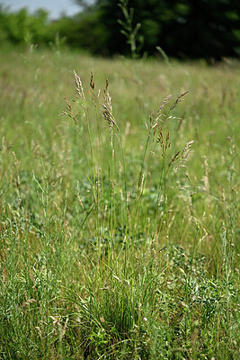BUITEN BEELD Foto: 435631
