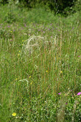 BUITEN BEELD Foto: 435632