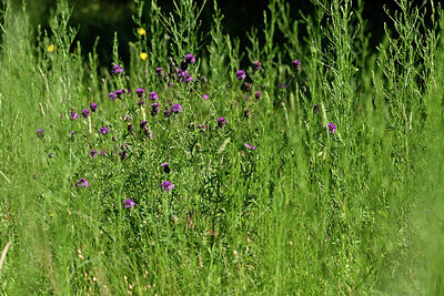 BUITEN BEELD Foto: 435634