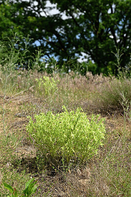 BUITEN BEELD Foto: 435638