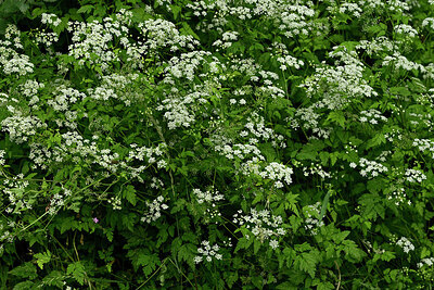 BUITEN BEELD Foto: 435642