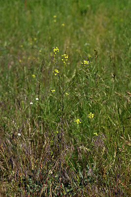 BUITEN BEELD Foto: 435643