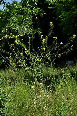 BUITEN BEELD Foto: 435644